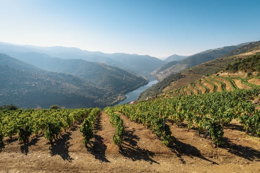 Investing-in-portugal-wine